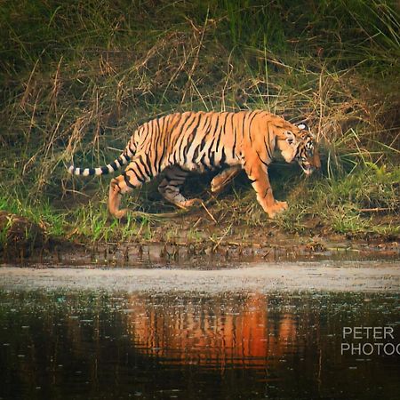 Tiger Corner Inn Homestay Sauraha Buitenkant foto